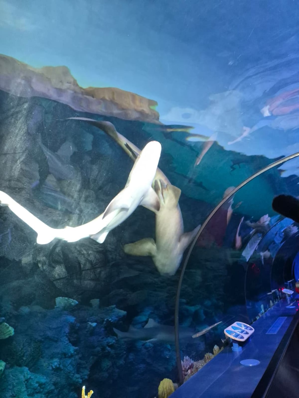 La renovada atracción de SeaWorld San Diego ofrece una experiencia interactiva con tecnología inmersiva, un recorrido submarino y la oportunidad de conocer de cerca distintas especies de tiburones y su conservación. Foto: Andrea García