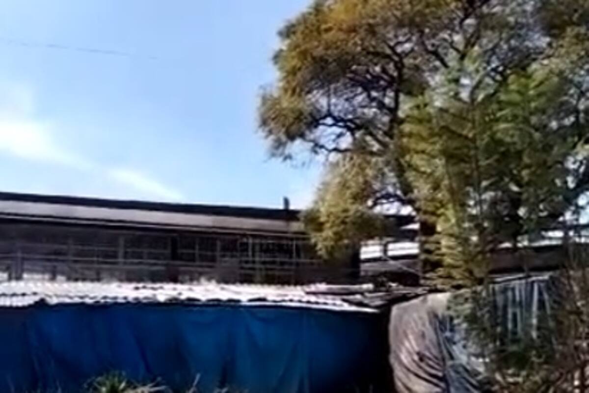 CDMX: Captan en video a supuesta pantera negra rondando sobre Metro Tacuba