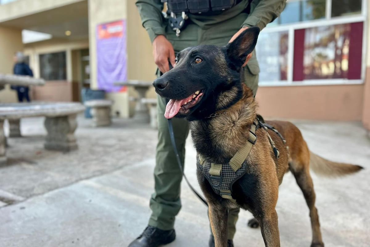 Detectan sobreprecios en compra de alimento para unidades K9 en Ensenada