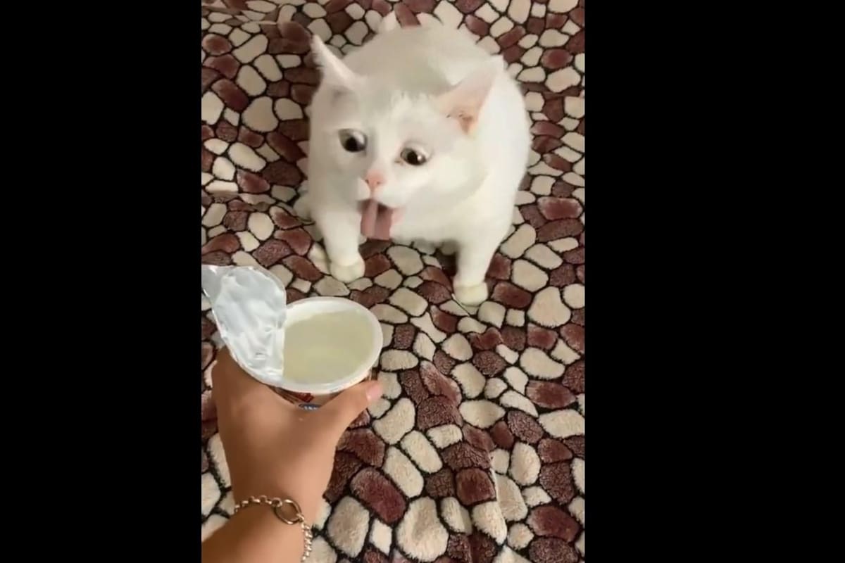 Esta es la reacción de un felino al ver el yogurt