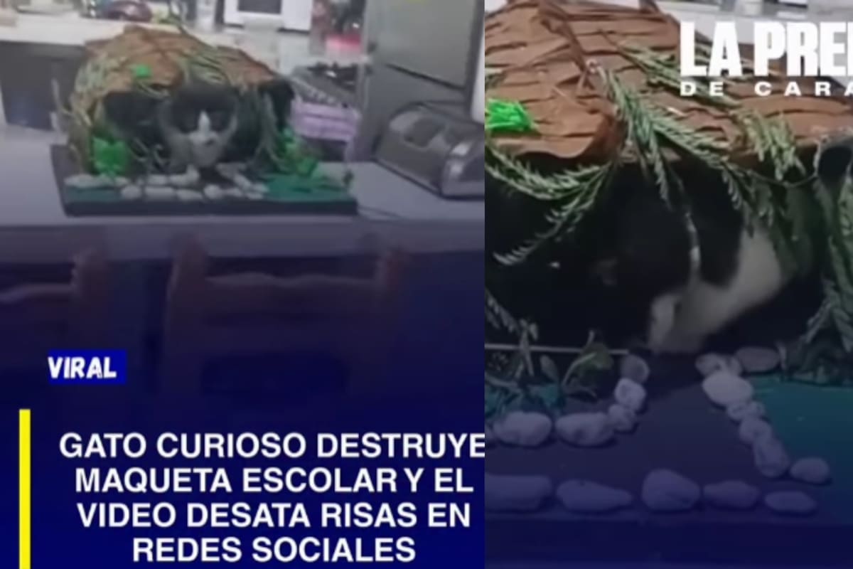 “Qué bonito…” Gato destruye la maqueta que una madre pasó toda la noche haciéndole a su hijo y termina exhibido en redes sociales