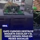 “Qué bonito…” Gato destruye la maqueta que una madre pasó toda la noche haciéndole a su hijo y termina exhibido en redes sociales