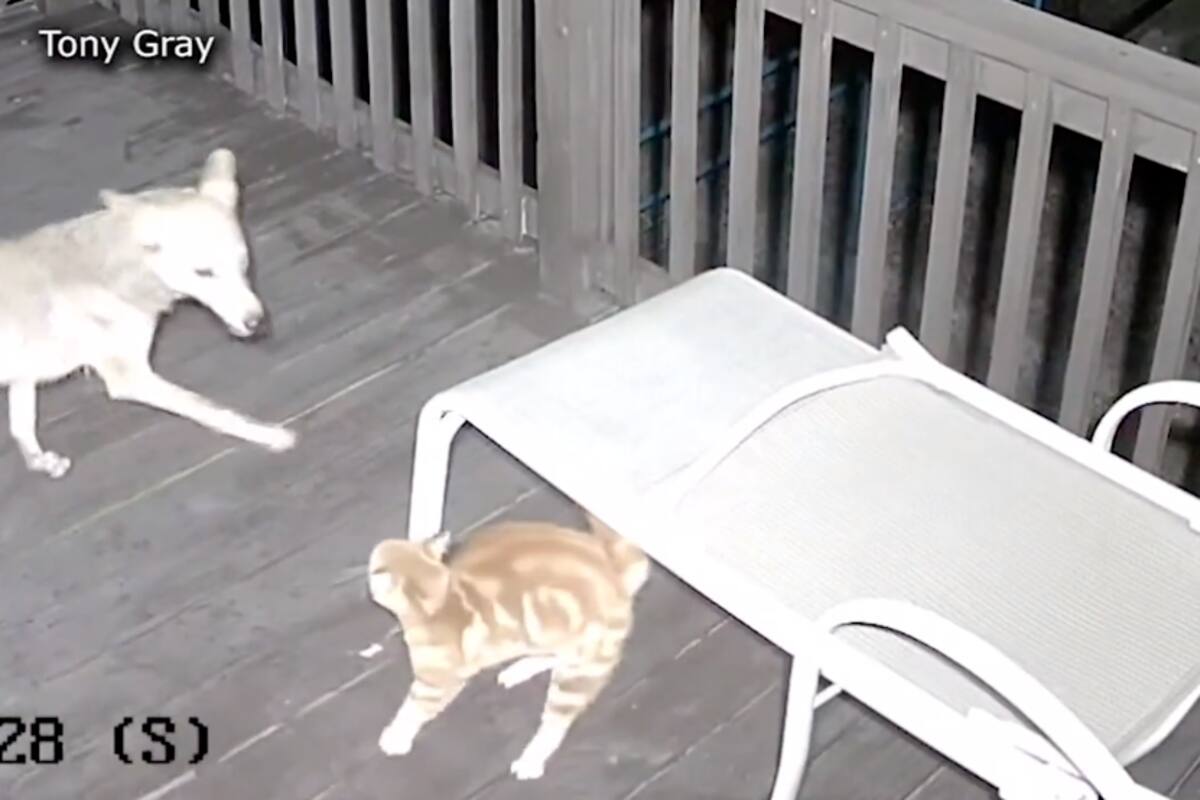 VIDEO: Gato se enfrenta con coyote en el patio de una vivienda en Texas