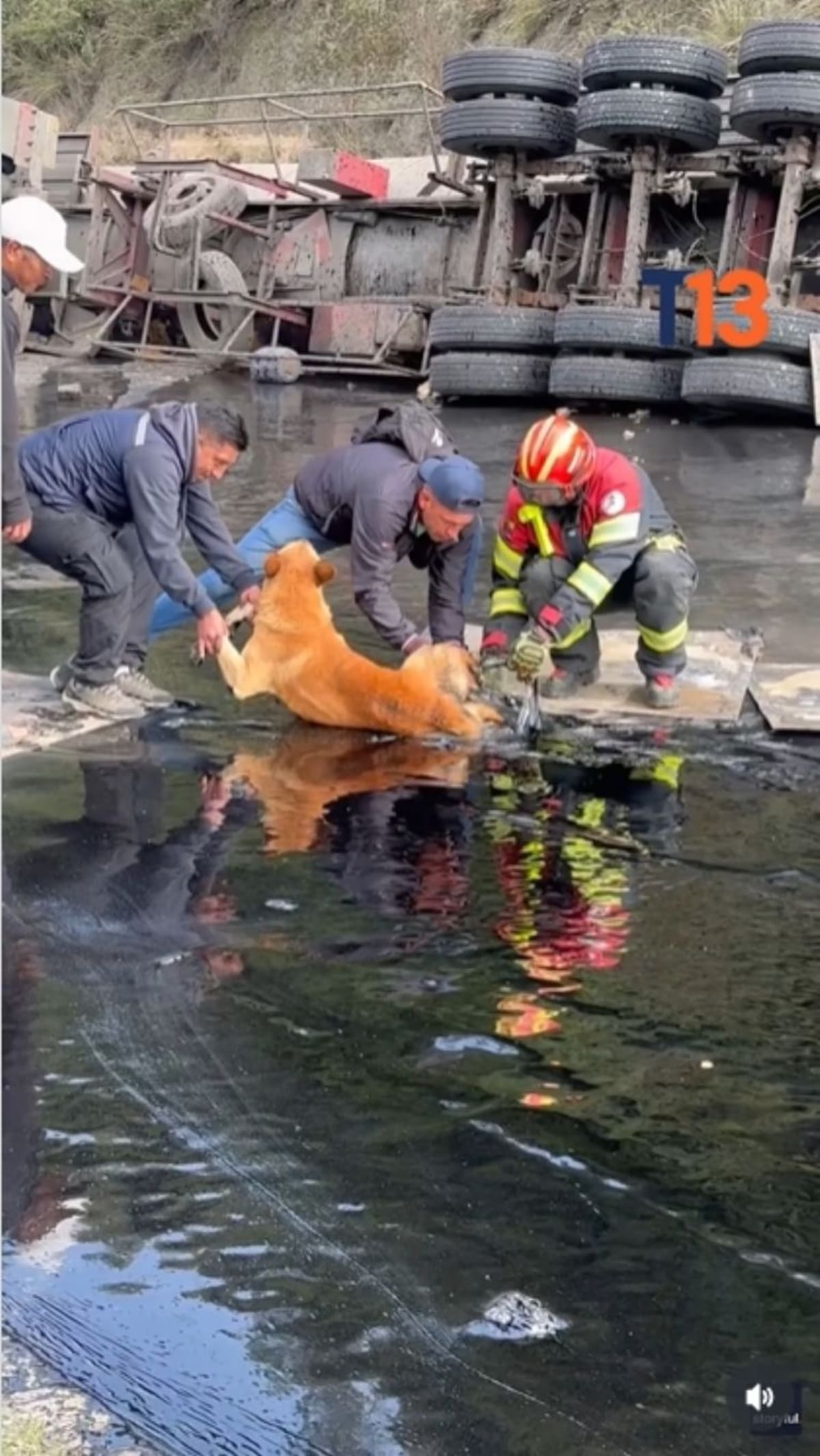 Perrito atrapado en alquitrán es rescatado por vecinos y equipos de emergencia. Foto: Heraldo de México