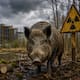 Estudio revela que los jabalíes de Chernóbil continúan acumulando altos niveles de radiación mientras otros animales muestran niveles cada vez más bajos
