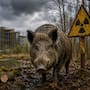 Estudio revela que los jabalíes de Chernóbil continúan acumulando altos niveles de radiación mientras otros animales muestran niveles cada vez más bajos