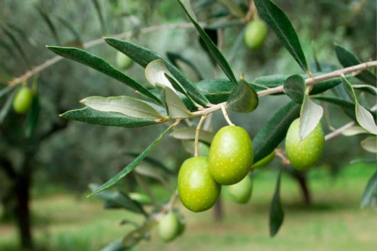 Destaca Baja California en producción de aceituna