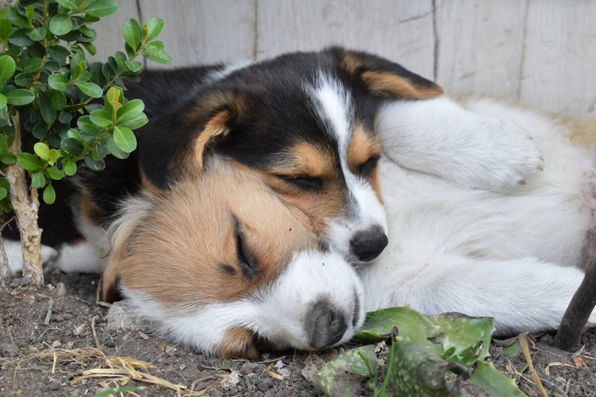 Razones por las que no debes despertar a tu perro cuando tiene una pesadilla