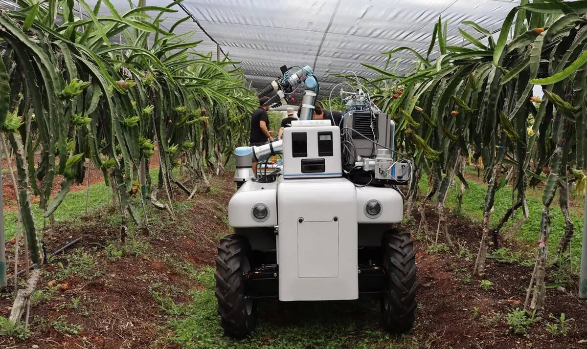 El verdadero reto de usar un robot para cosechar no fue construir el brazo recolector, sino enseñarle cómo determinar si el fruto ya está listo para ser recolectado. | Foto: Especial