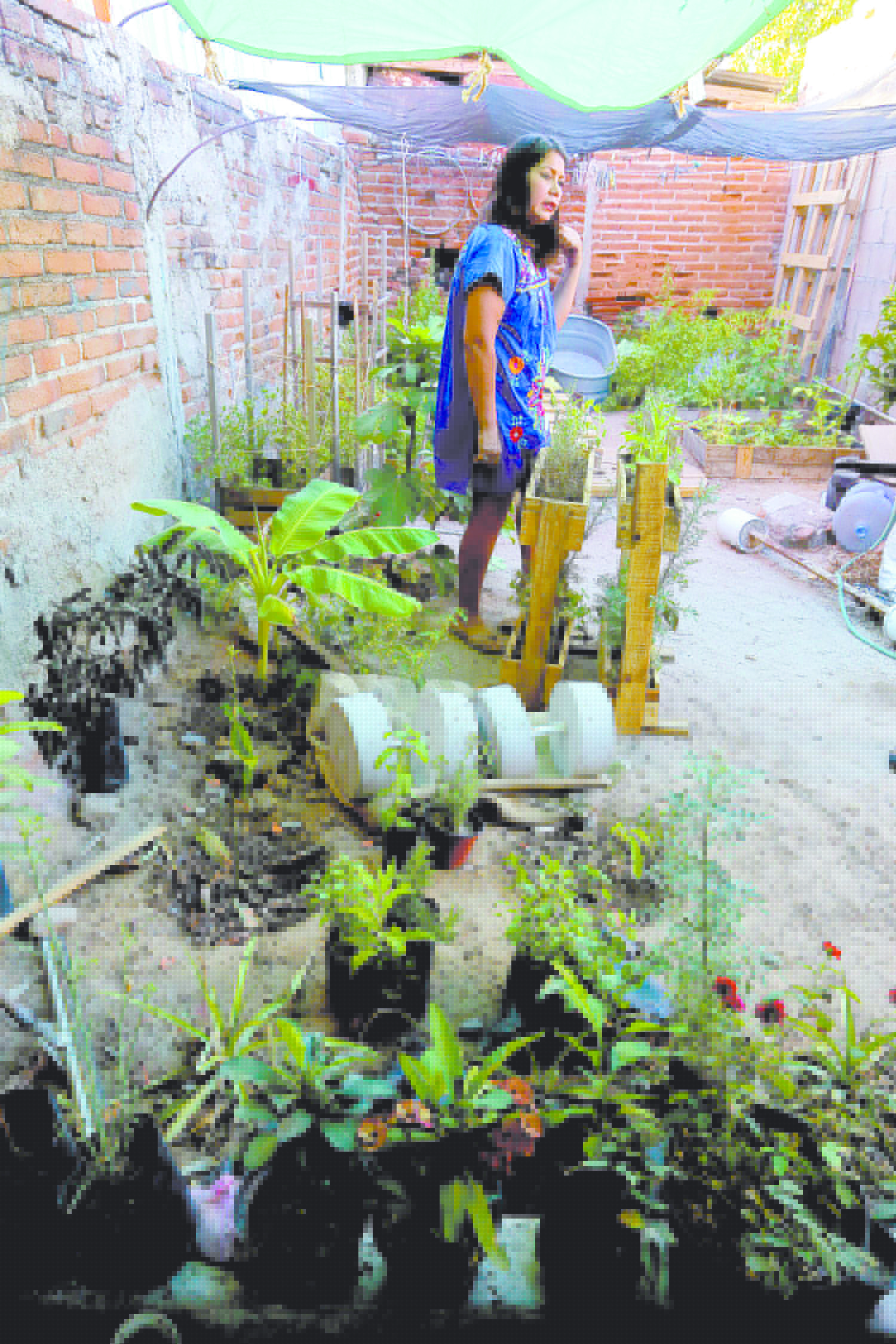 En su patrio tiene las plantas desde hace dos años.