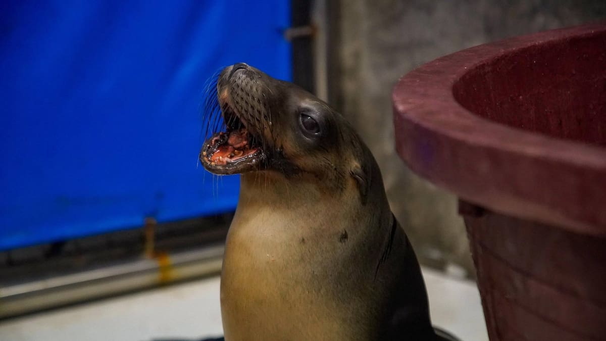 Marquitos, el lobo marino que fue hallado herido y con daño en la mandíbula en Nayarit, avanza en su recuperación tras cirugía y ya es preparado para regresar al mar