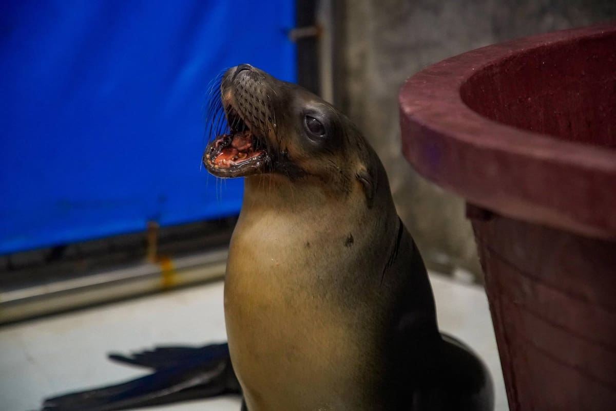 Marquitos, el lobo marino que fue hallado herido y con daño en la mandíbula en Nayarit, avanza en su recuperación tras cirugía y ya es preparado para regresar al mar