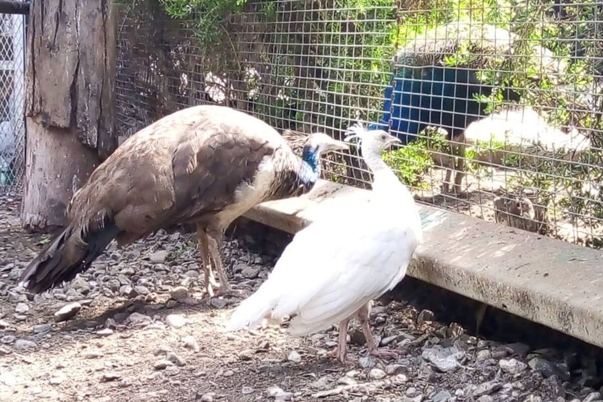 Llamarán Lord Shen a pavo real albino nacido en el Parque Morelos