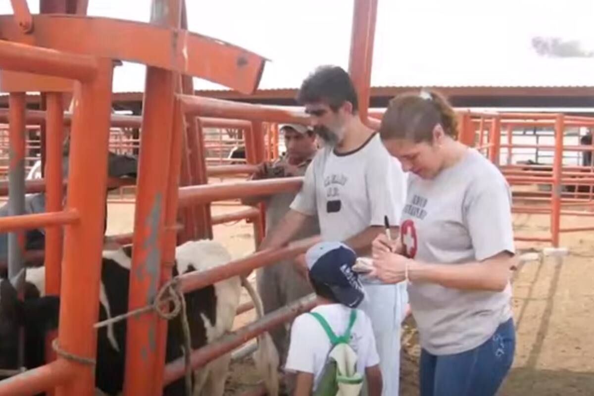 UNAM lanza nuevo tratamiento para combatir la mastitis en ganado lechero