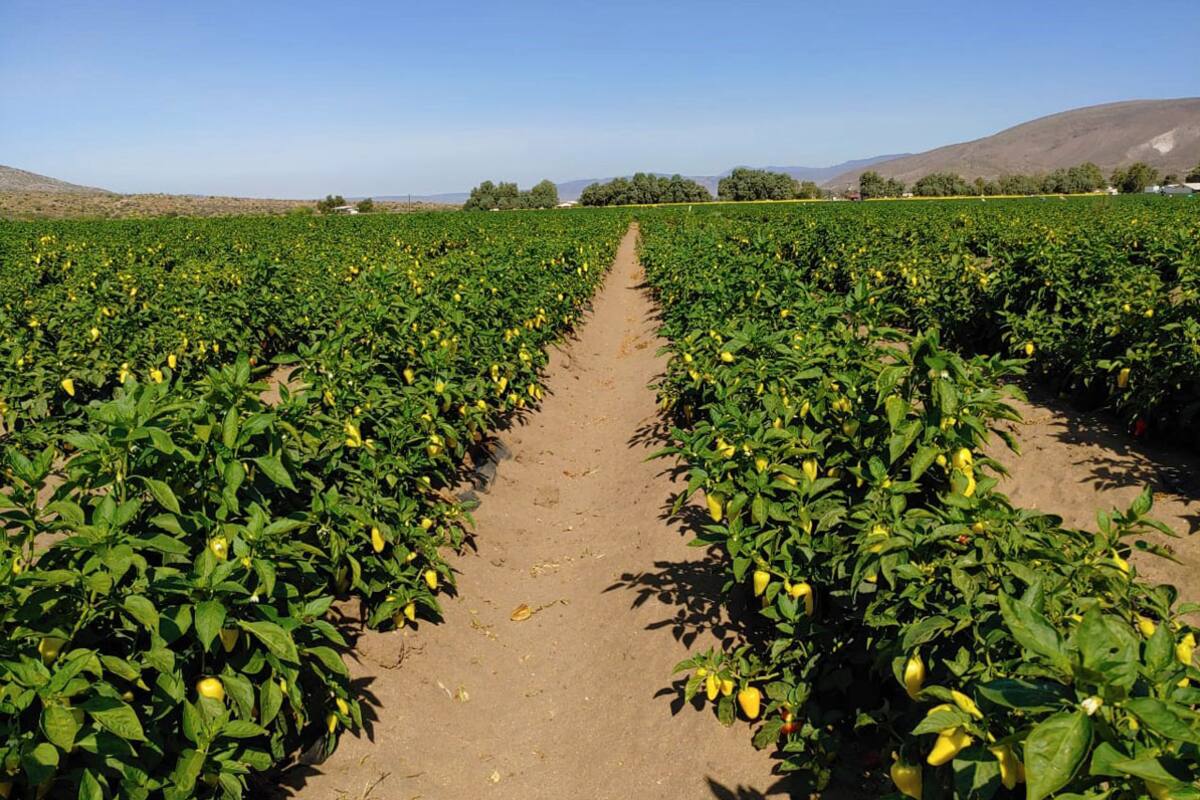 Sobresale el cultivo del chile güerito en el Valle de la Trinidad