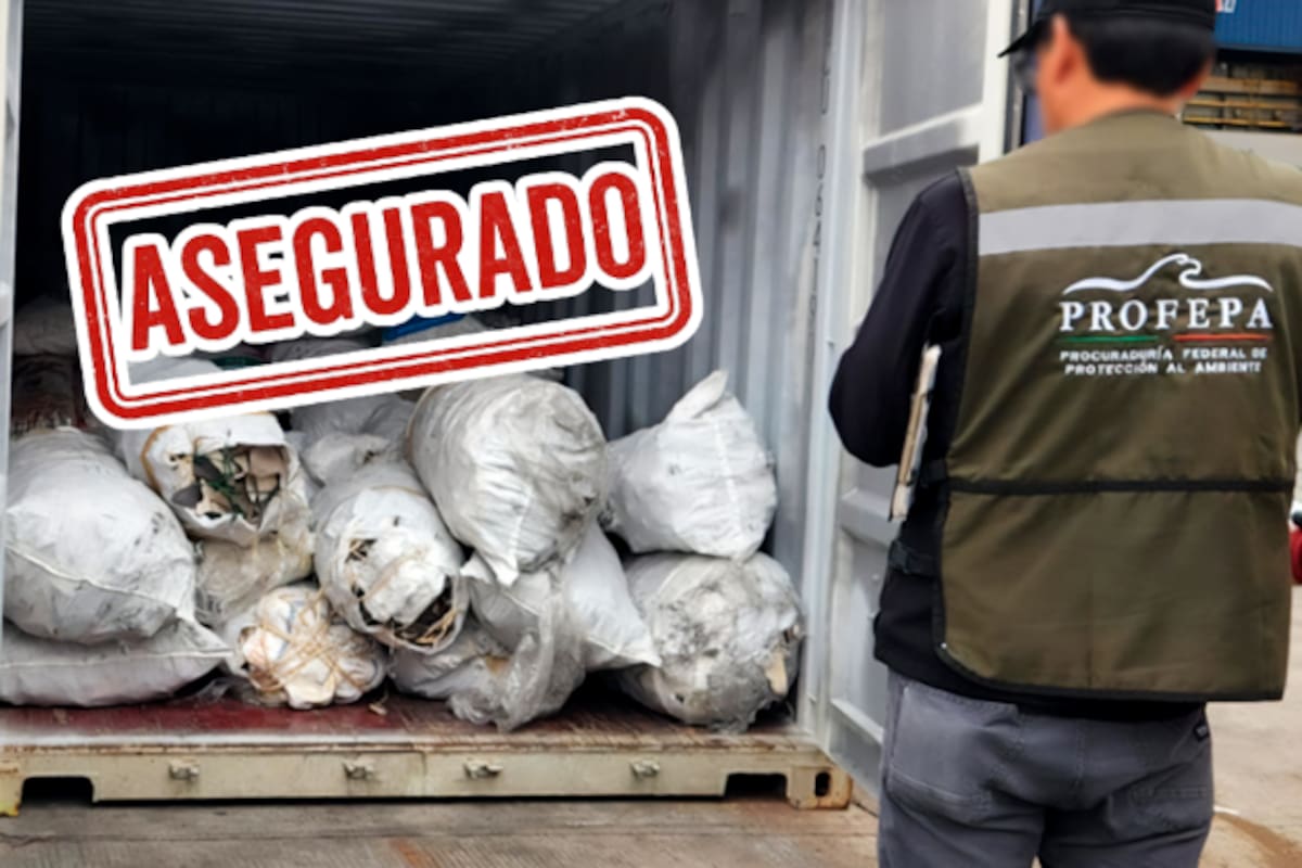 Descubren más de 2 toneladas de aletas de tiburón rumbo a China; muchas eran de crías