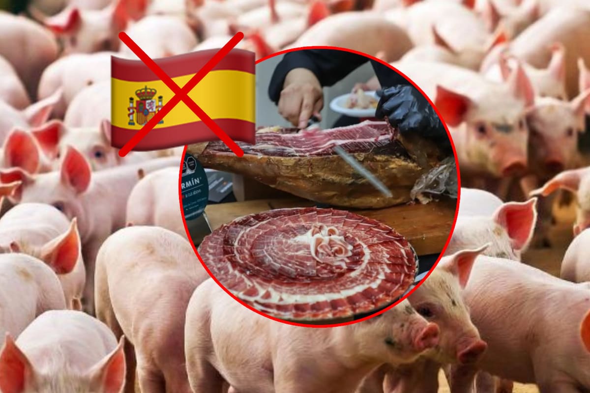 México frena entrada de cerdo español por temor a peste africana, ¿Por qué toman precauciones y cuáles son las recomendaciones?