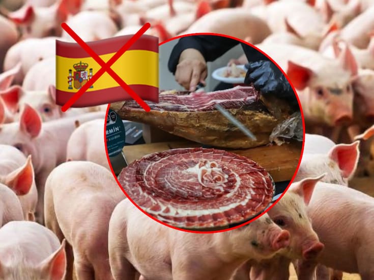 México frena entrada de cerdo español por temor a peste africana, ¿Por qué toman precauciones y cuáles son las recomendaciones?