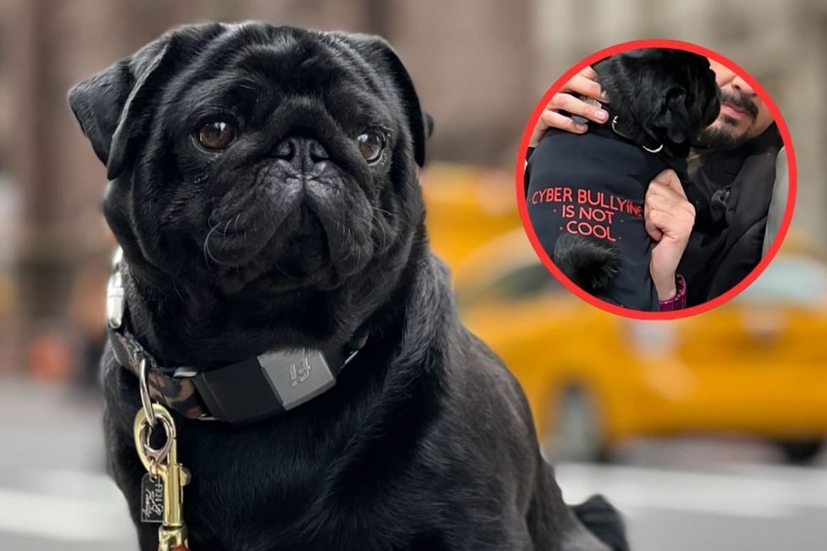 ‘Gordo’, el pug de los Aguilar, se pronuncia en contra del cyber bullying