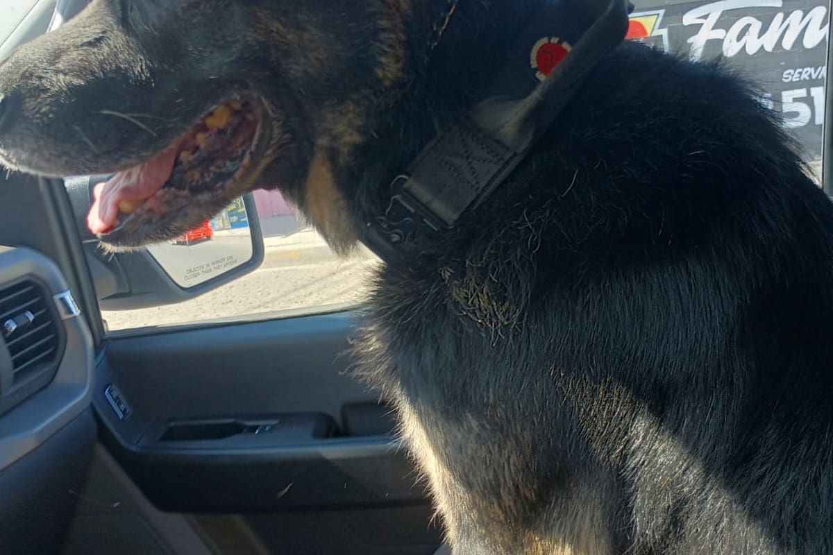 “Odín”, el perro policía que logró dos arrestos antes de su retiro