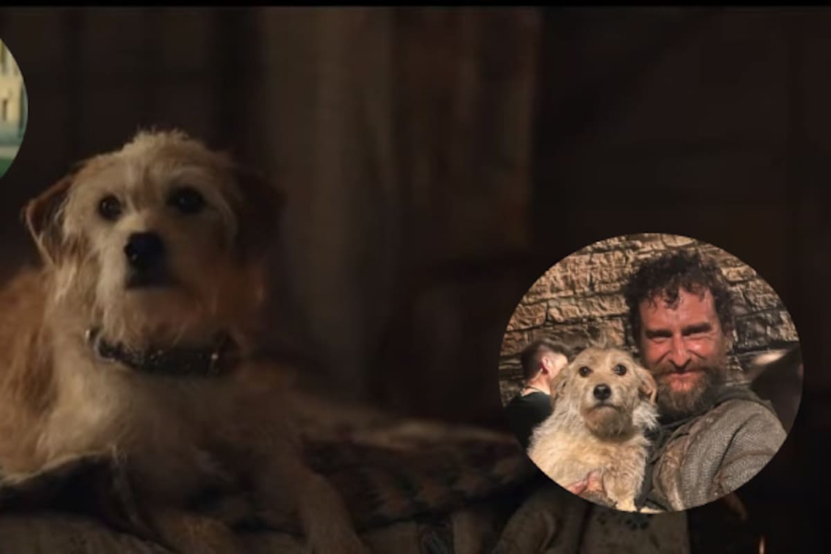 Bobby, el perrito estrella del momento: ¿Cómo llegó a participar en “Cruella” y “La Casa del Dragón”?