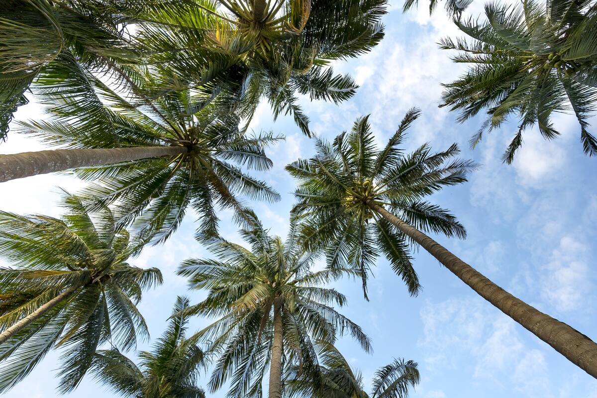 Venden isla paradisíaca, favorita de celebridades