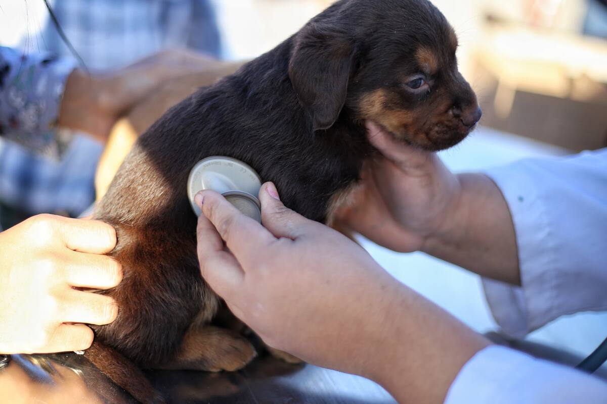 Calculan costo de 10 mdp para albergue animal “Mily”
