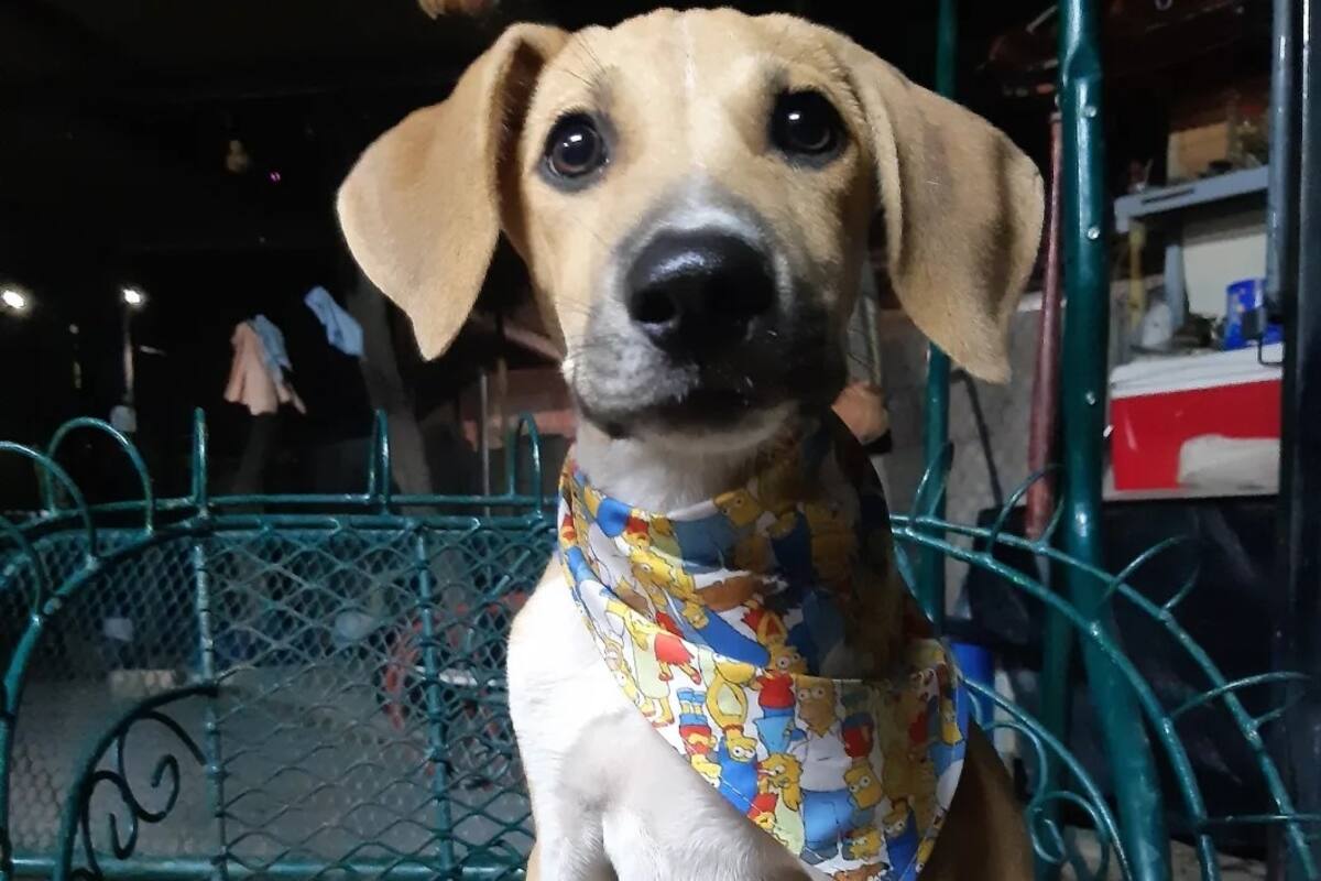 Pondrán en adopción 70 perros rescatados en Hermosillo
