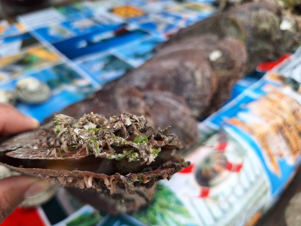 De 500 gramos a 1 kilo es lo que logran
sacar los buzos en la actualidad y el kilo se
vende a mil 200 pesos. FOTO: JESÚS PALOMARES