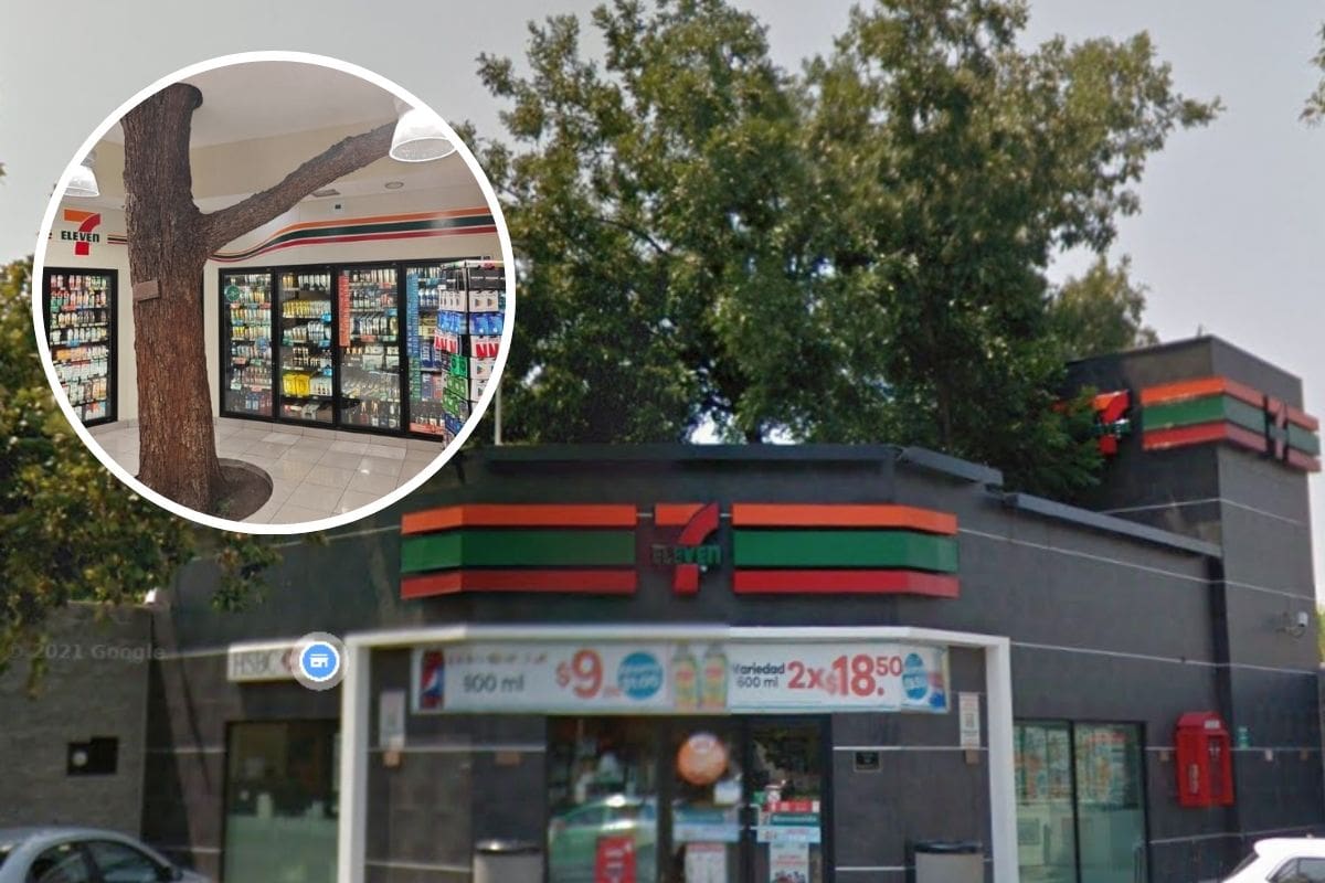 Árbol gigante dentro de 7 Eleven en Monterrey: ¿Por qué no lo han talado?