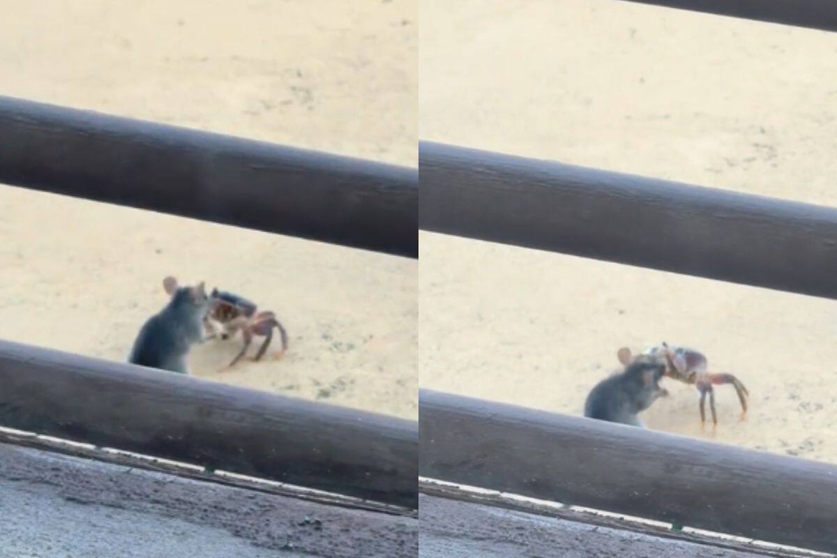 Se viraliza la pelea de un ratón con un cangrejo en TikTok