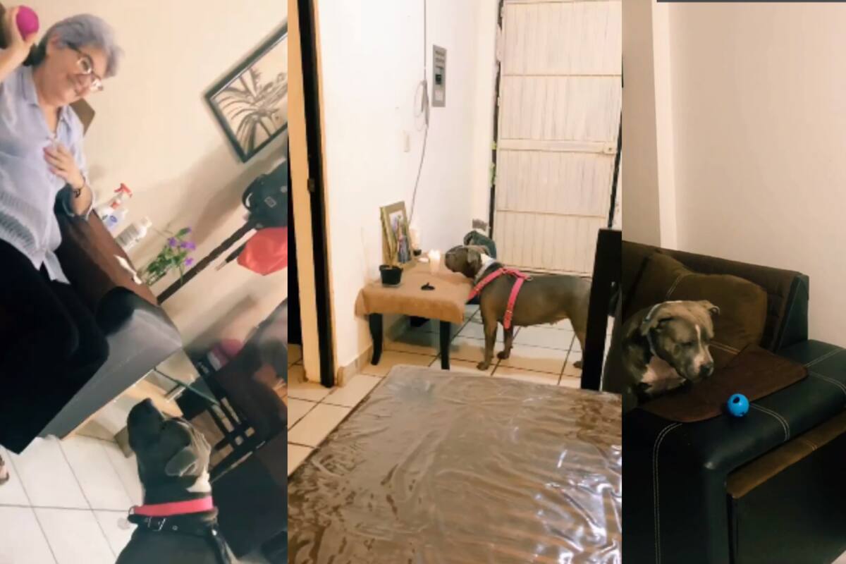 VIDEO: perro conmueve a todos en redes sociales al extrañar a su abuela fallecida