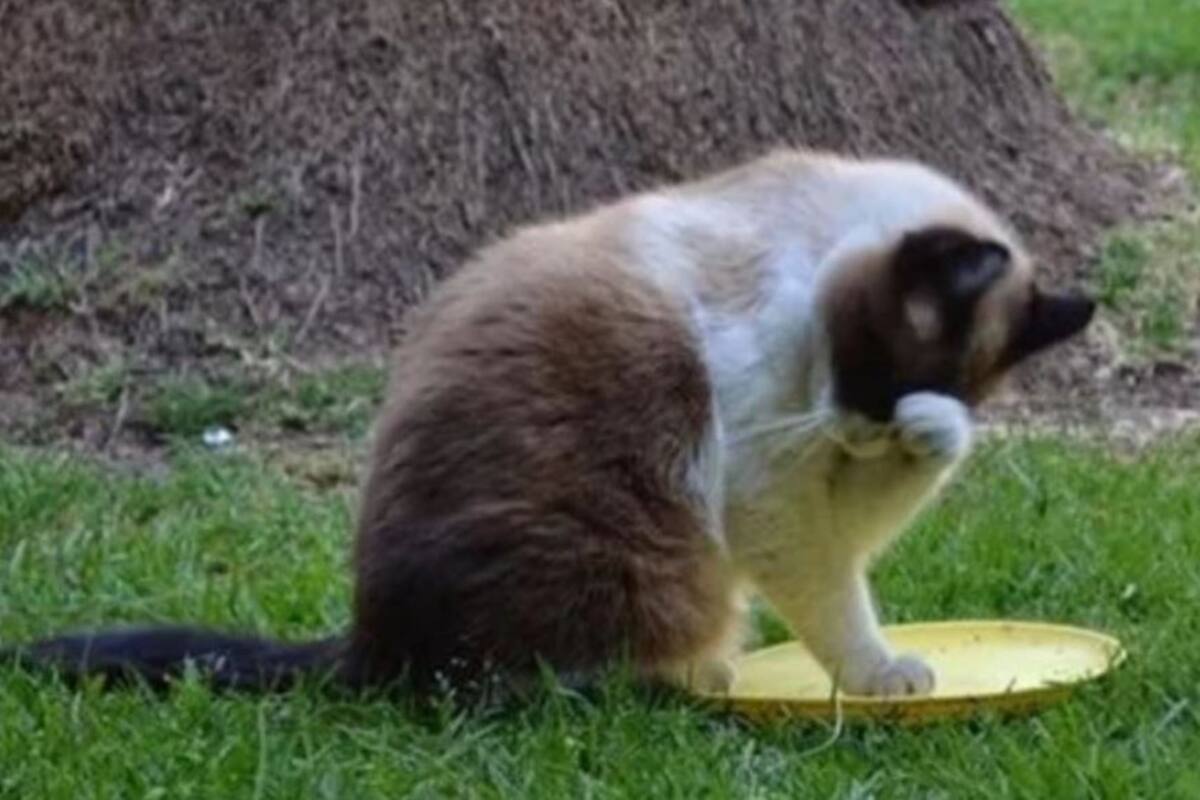 Hacienda sentencia caso de gatos en Palacio Nacional