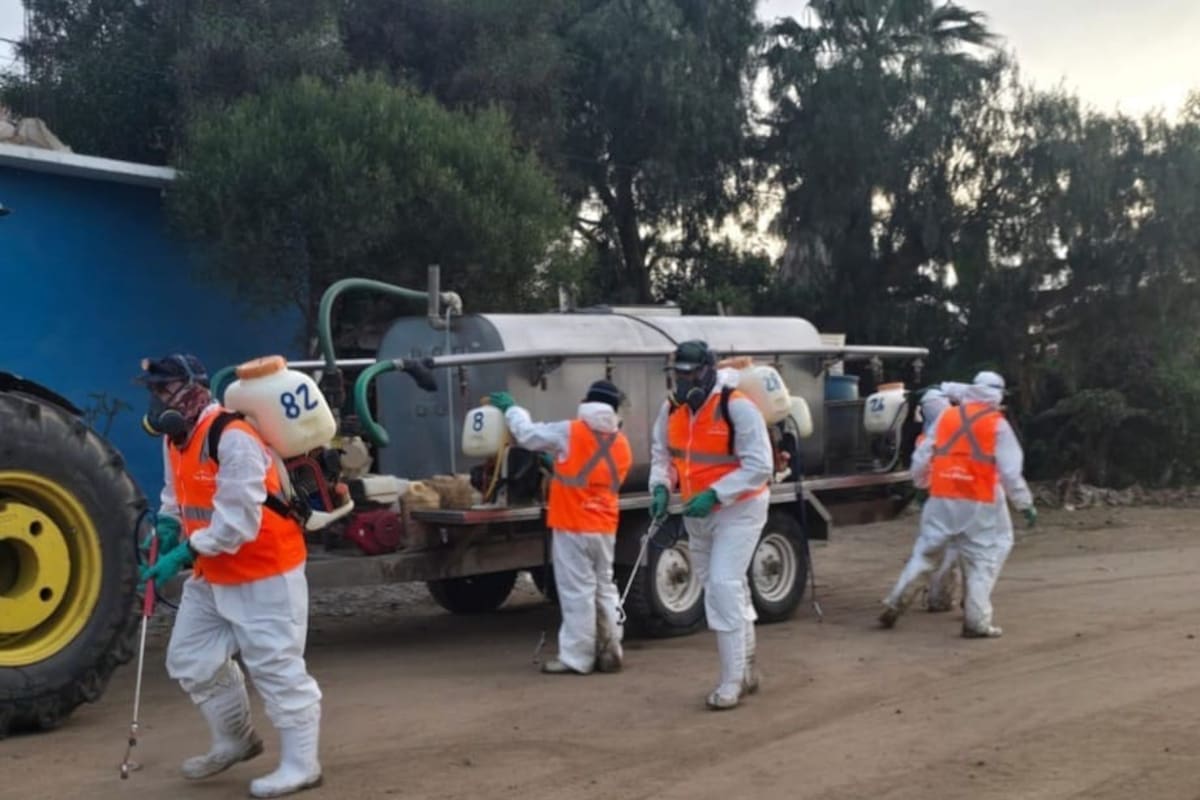 Fumigan 520 viviendas en San Quintín tras alerta por rickettsiosis
