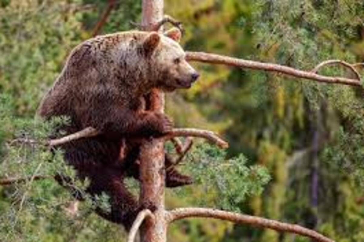 Oso interpreta un 'concierto a capela' desde un árbol