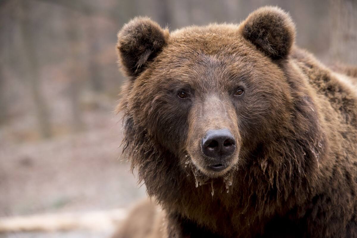 Oso decide inspeccionar una patrulla