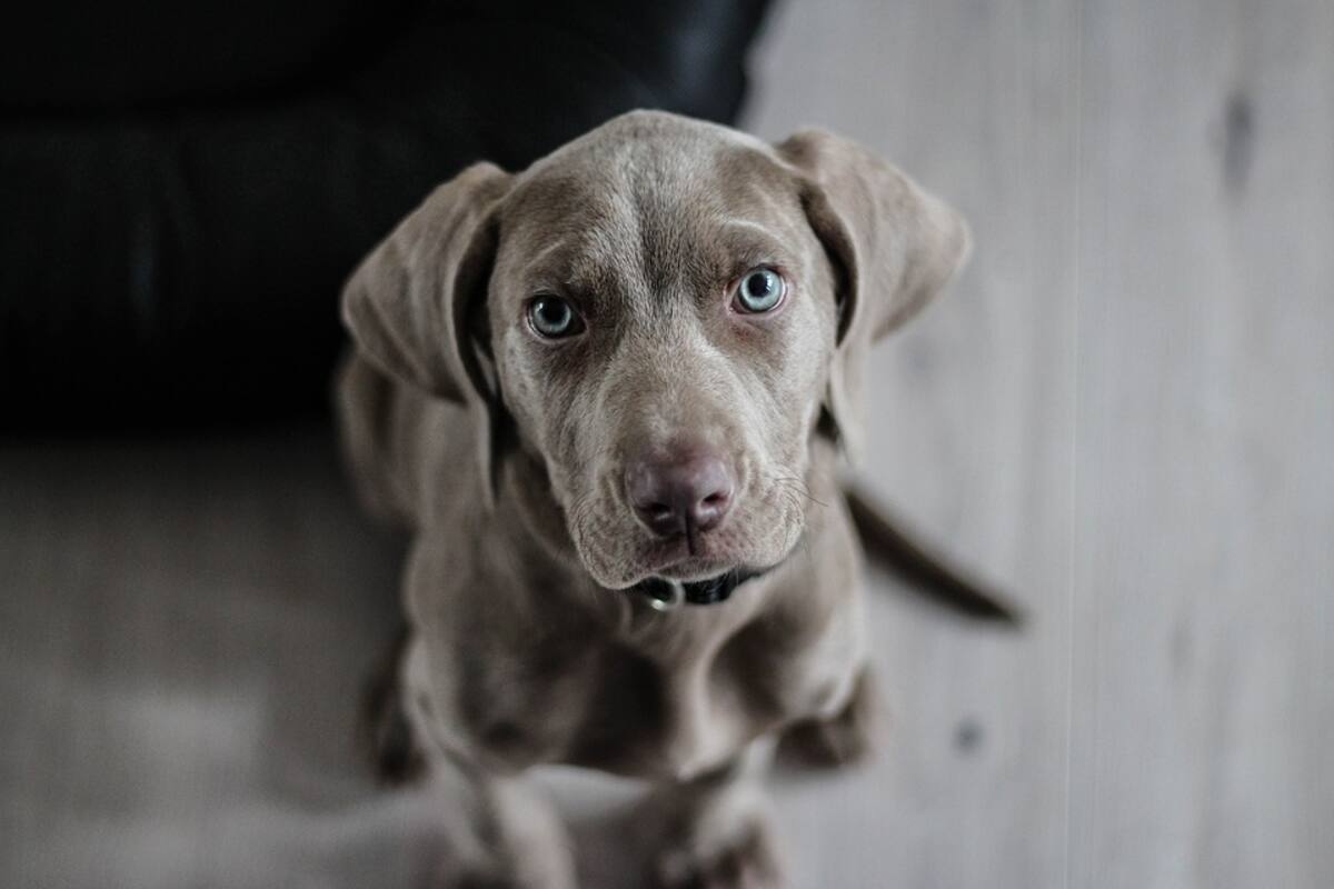 Ayuda a perros sin dueño, pero requiere apoyo con croquetas