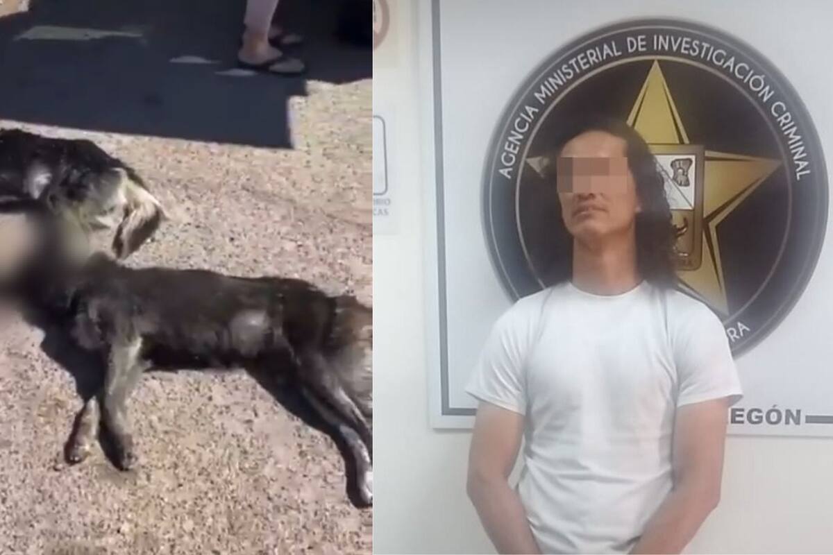 Por la muerte de dos perros, vinculan a proceso a hombre cajemense