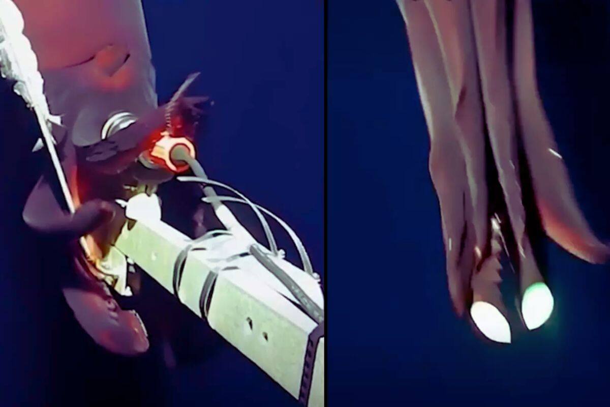 VIDEO muestra a extraña criatura atacando cámara en profundidades marinas