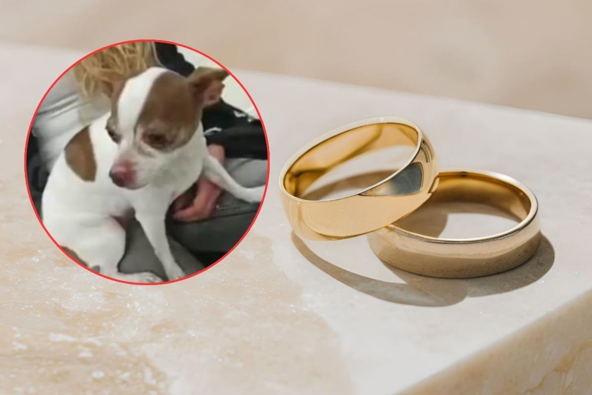 Una pareja buscaba recuperar a su perrita y terminó entregando tres anillos de oro, un caso que derivó en una detención en Iztapalapa