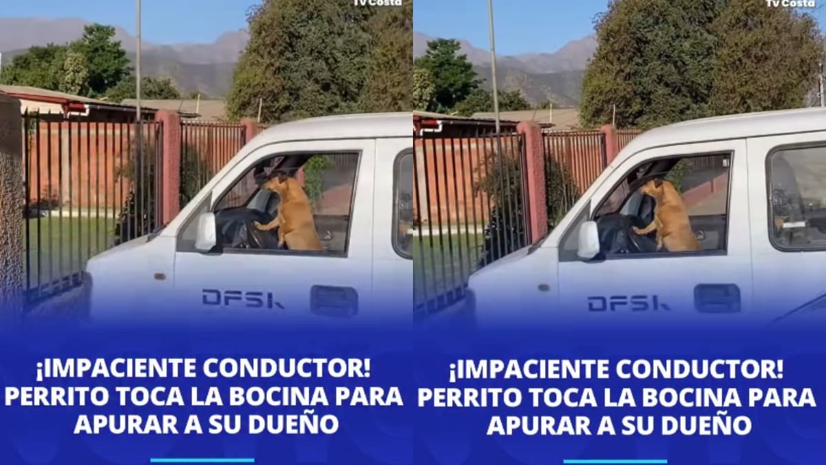 “Nótese que solo usa una patita”: perrito se vuelve viral al tocar el claxon del auto porque ya se cansó de esperar a su dueño
