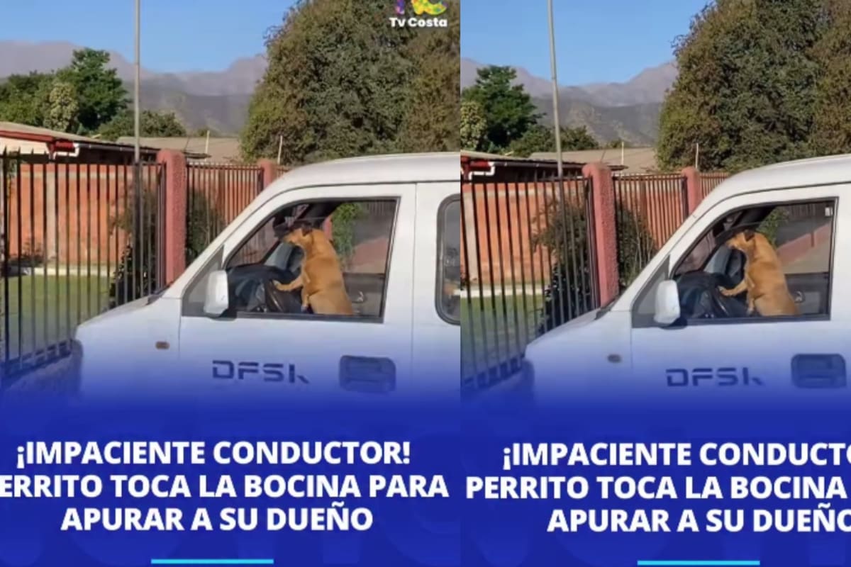 “Nótese que solo usa una patita”: perrito se vuelve viral al tocar el claxon del auto porque ya se cansó de esperar a su dueño