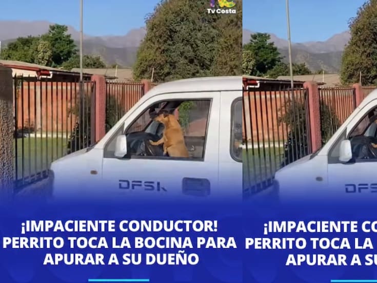 “Nótese que solo usa una patita”: perrito se vuelve viral al tocar el claxon del auto porque ya se cansó de esperar a su dueño