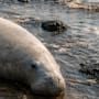 Muerte de manatí en Veracruz ocurre en medio de alerta por derrame de hidrocarburos, pero autoridades descartan relación