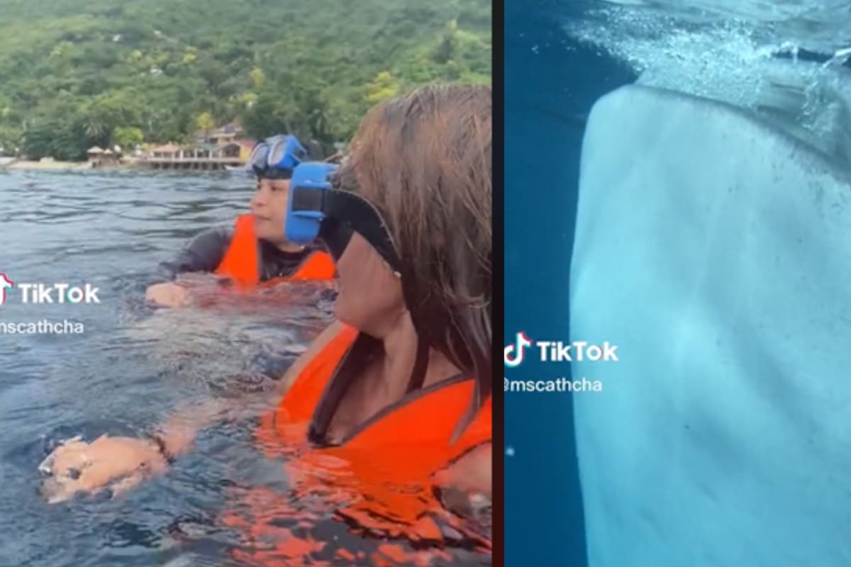 VIDEO: ¿Qué es eso? Enorme animal marino sorprende a turistas