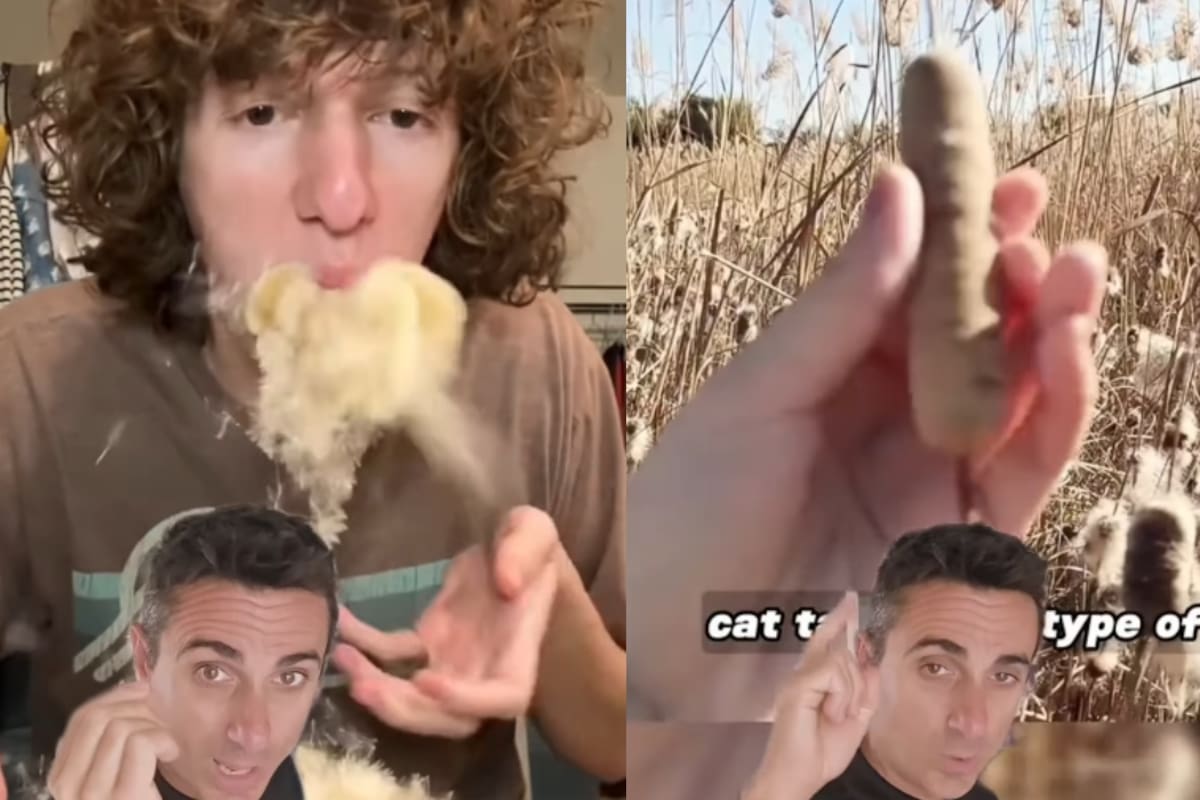 VIDEO: Las totoras, las plantas aparentemente inofensivas que pueden ser mortales