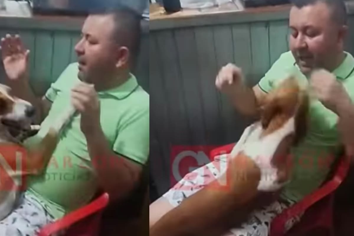 ‘Siga en la calle, haga lo que quiera, revuélquese en la basura’: Regaño de un dueño a su perro rescatado se vuelve viral