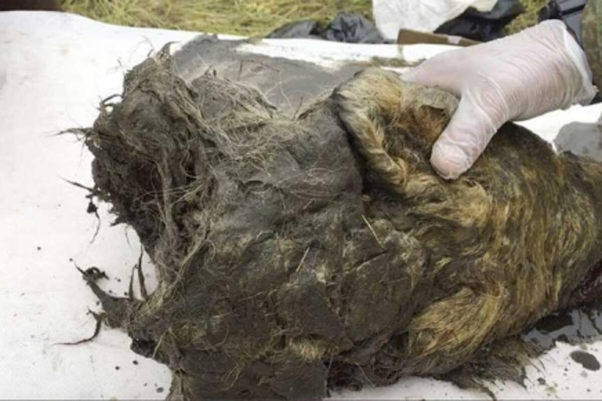 Encontraron la cabeza intacta de un lobo prehistórico