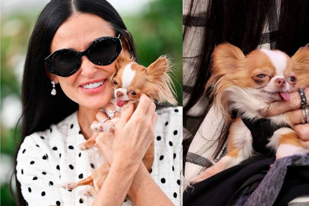 Pilaf, el pequeño acompañante de Demi Moore que está causando sensación en Cannes