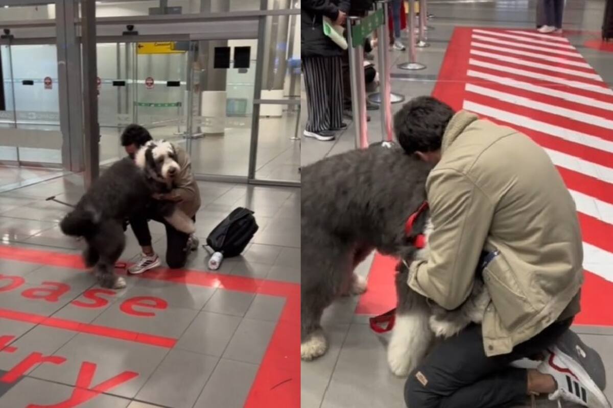 VIDEO: Perro y dueño protagonizan emotivo reencuentro tras cuatro meses separados